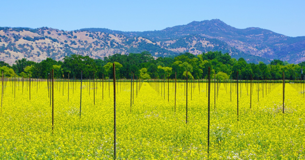 Discover the Magic of Napa Valley Wine Country Escape farm