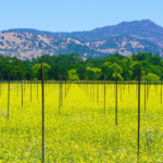 Discover the Magic of Napa Valley Wine Country Escape farm