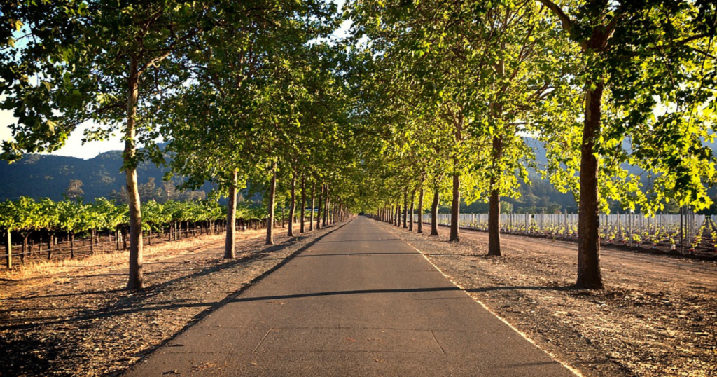 Discover the Magic of Napa Valley Wine Country Escape route