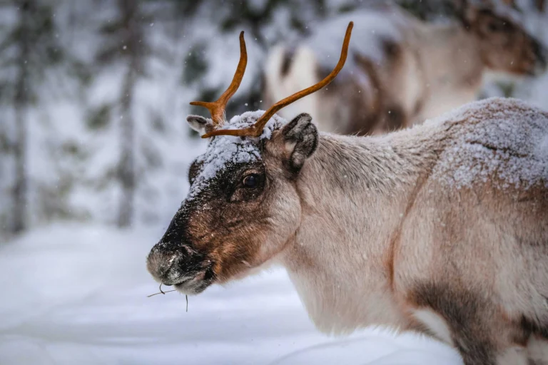 Winter Travel Inspo: 10 Cozy Destinations to Visit Now